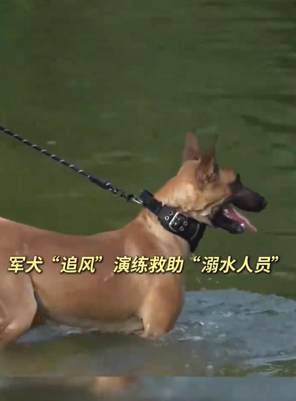 军犬也会耍小脾气！近日军犬 “追风” 参加水上救援演练，发现扮演溺水者的是自己朝