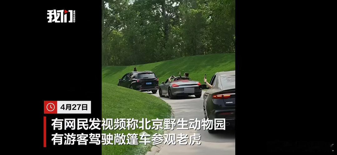 北京野生动物园游客开敞篷车看老虎 感觉很不安全，实际上非常安全且不说有电网它们跳