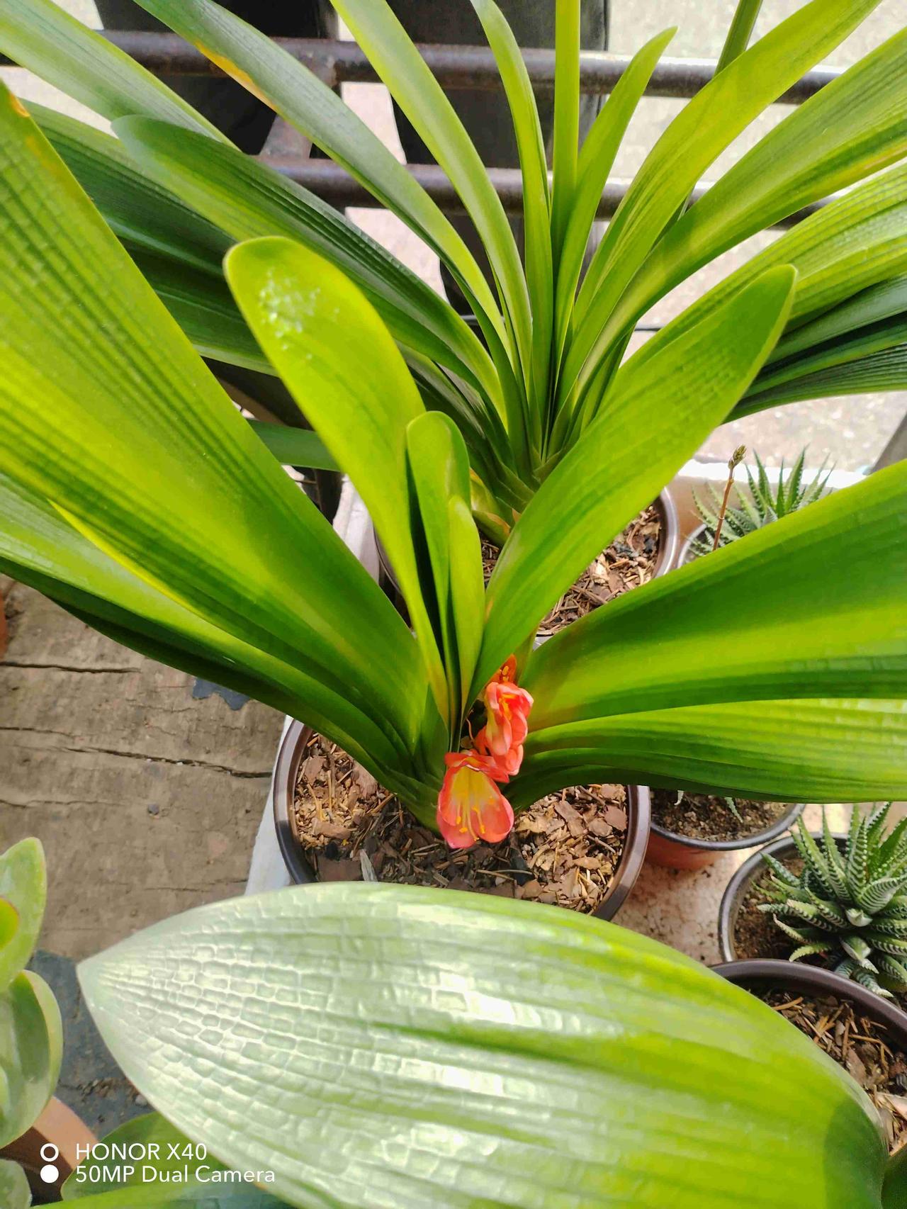 我的今日状态：😁轻松愉快
我这里的天气：☀️晴天
看看君子兰多好看！