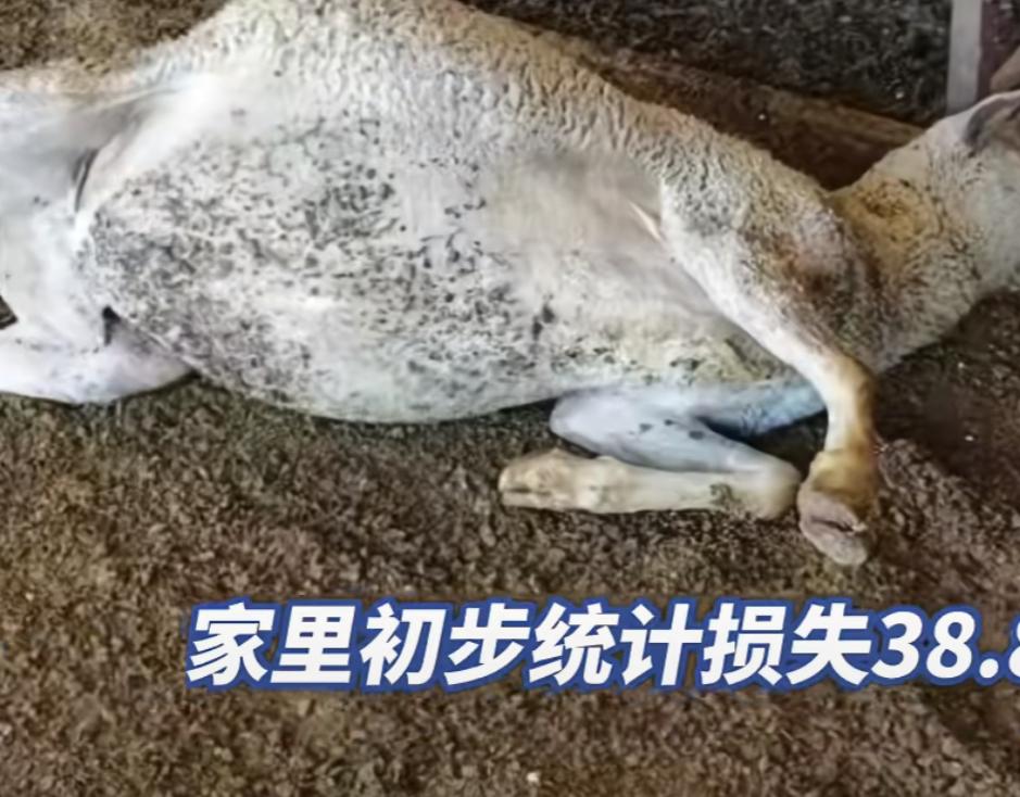 平时一块喝酒称兄道弟，结果背地里却偷偷下毒，毒杀对方120只羊，到底是何仇何怨非