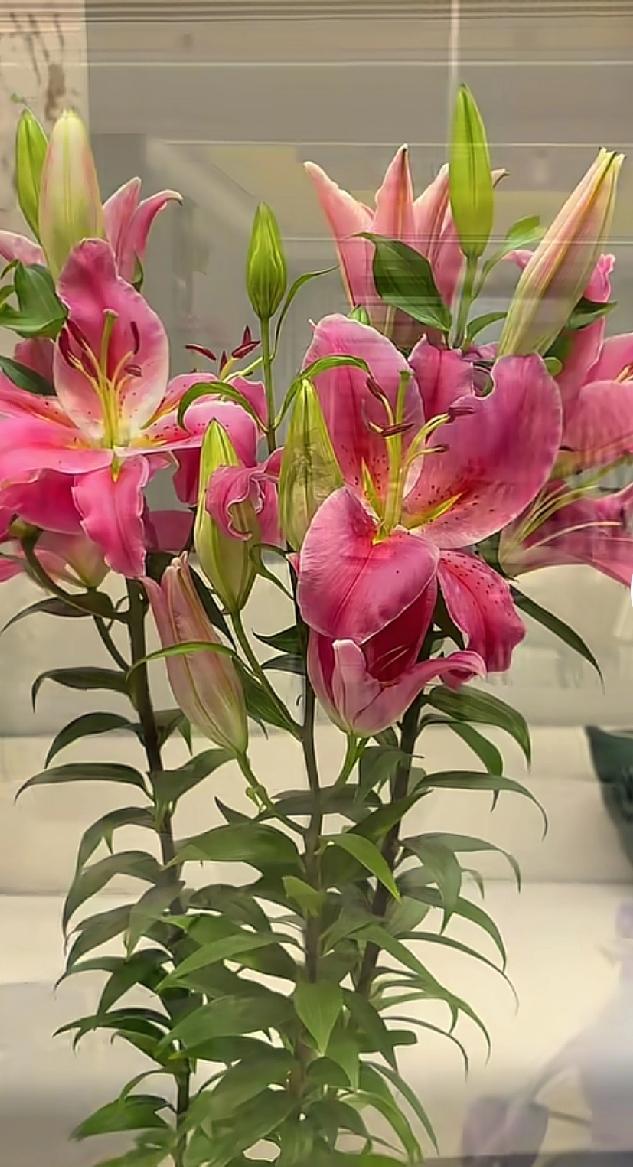 分享一张花开的照片随手拍～