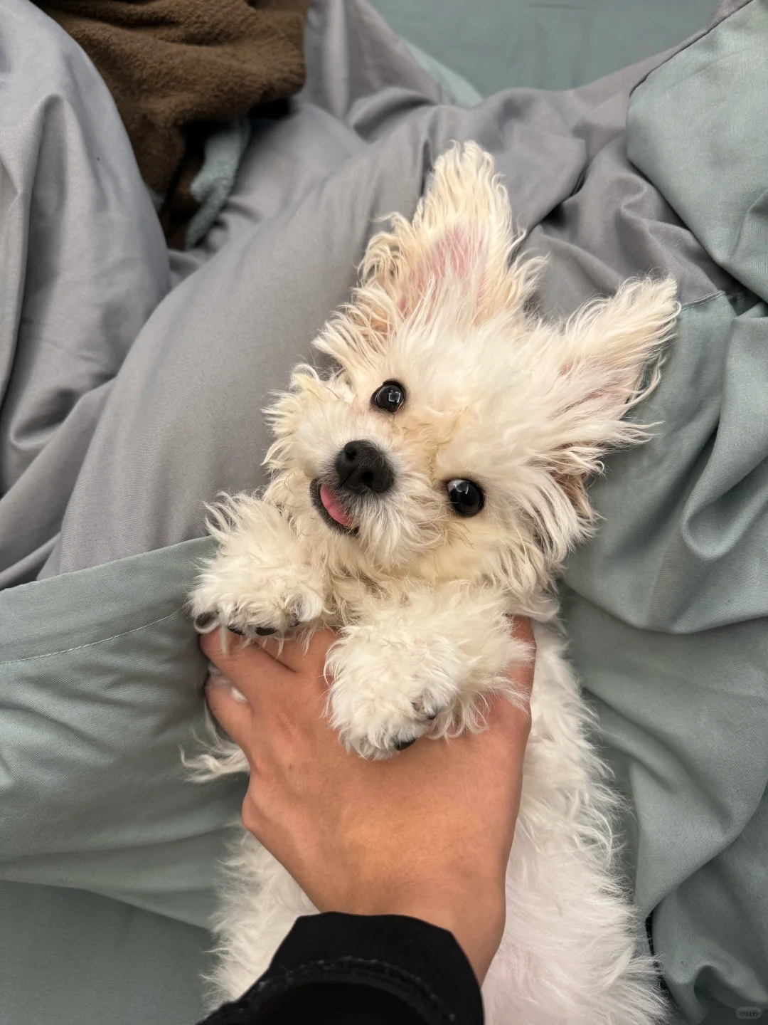 我的小狗cos兔子