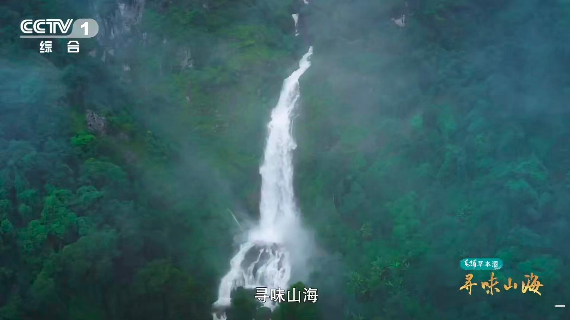 云南普洱人泡茶会加这个泡茶伴侣在普洱够野才够味普洱的百年古茶树太绝了！不仅本身珍