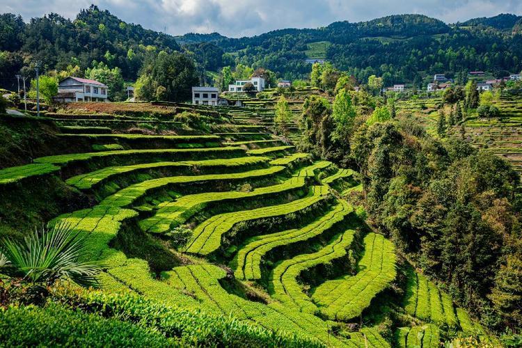 车子沿着盘山路向上，城市的喧嚣便一层层褪去，像剥开一颗过于甜腻的糖。转过最后一个