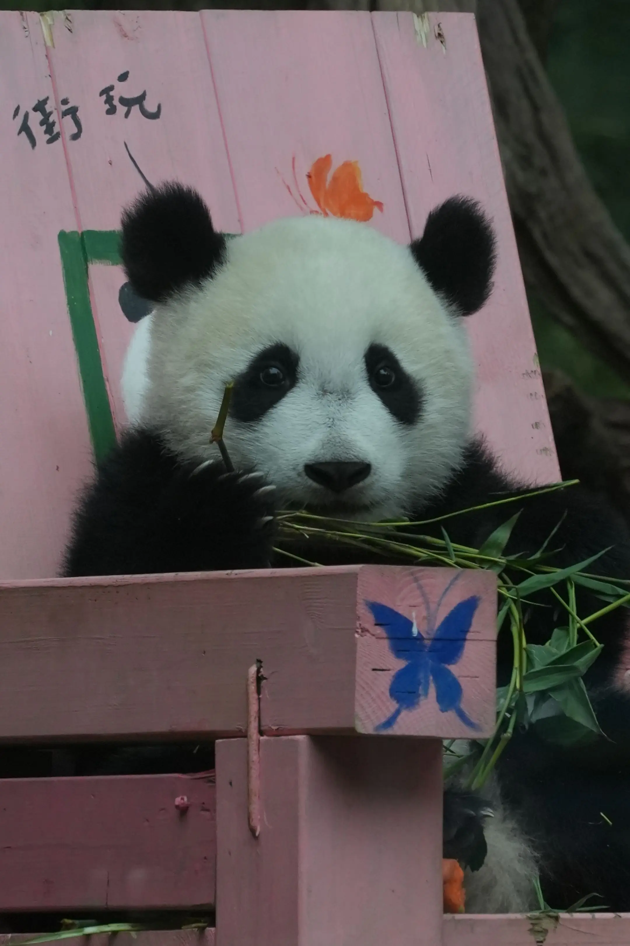 吸一口今天拍的妹猪呀!长隆野生动物园