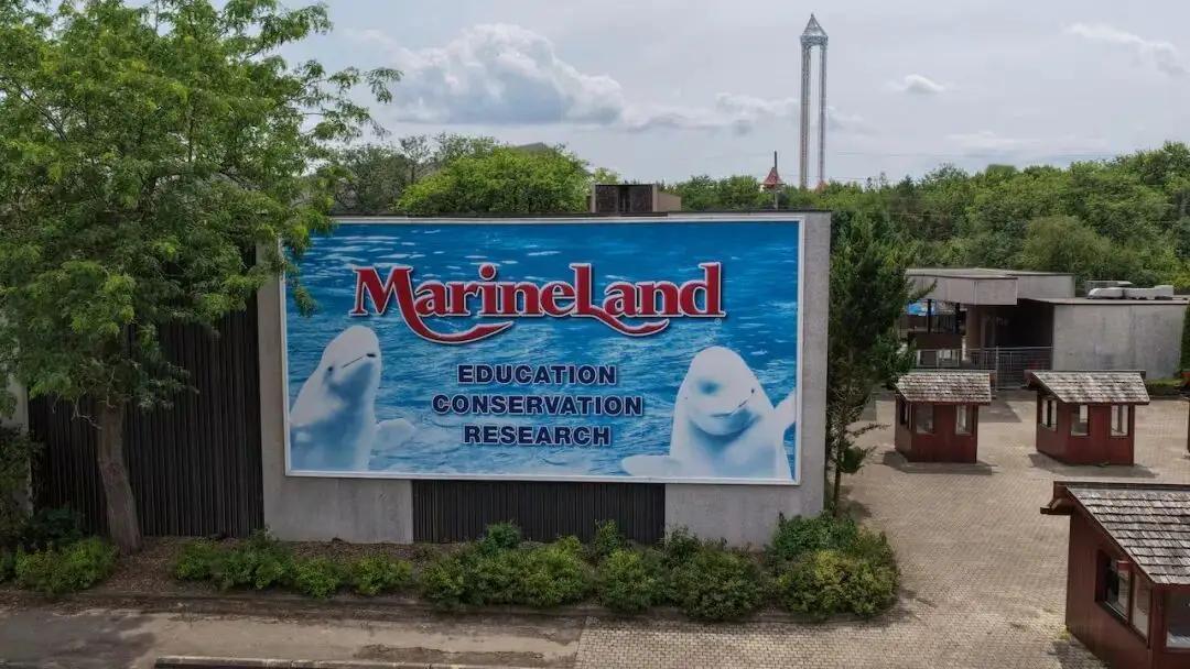 最近，加拿大渔业与海洋部长拒绝了海洋公园Marineland将30头白鲸出售给中
