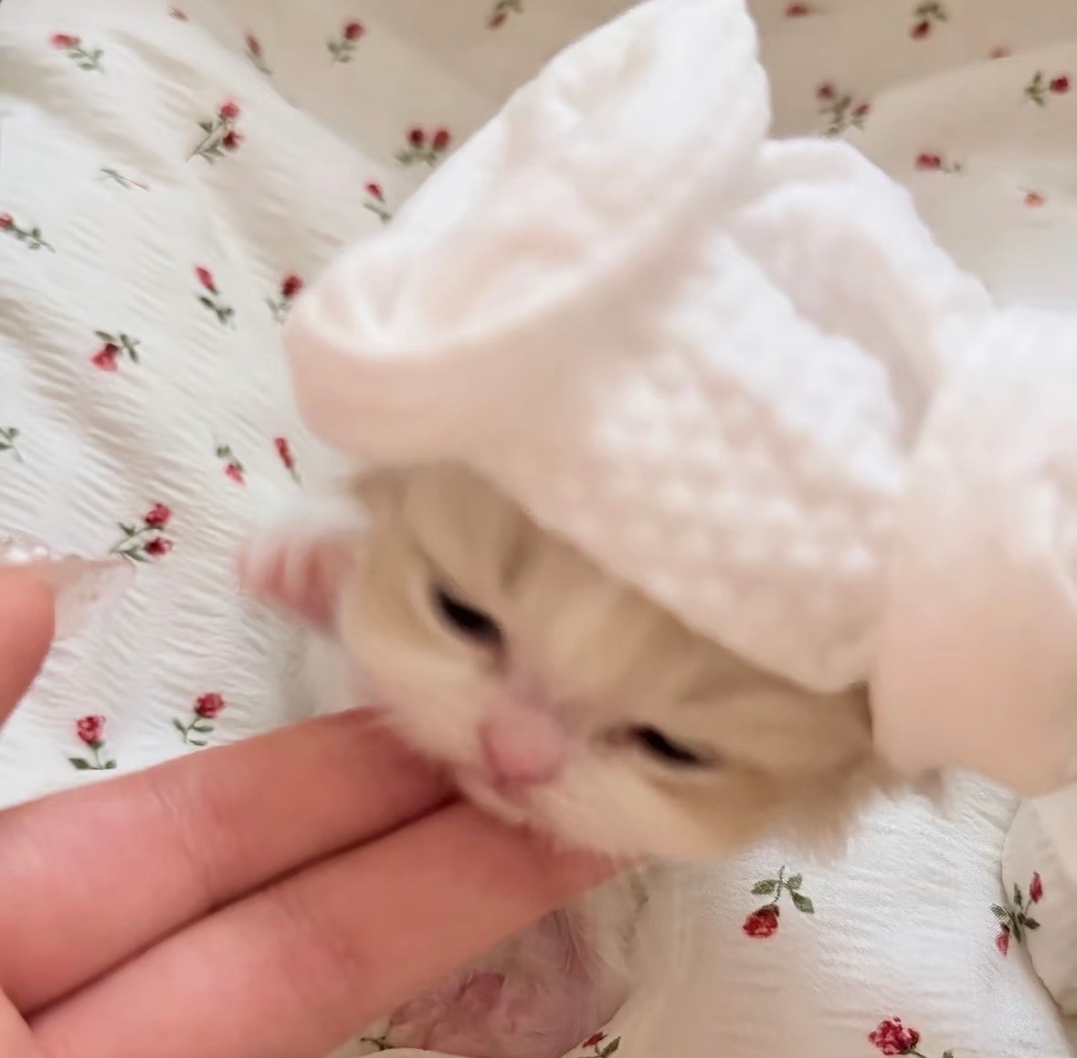 萌物头像( ´๑•ω•๑` ) 