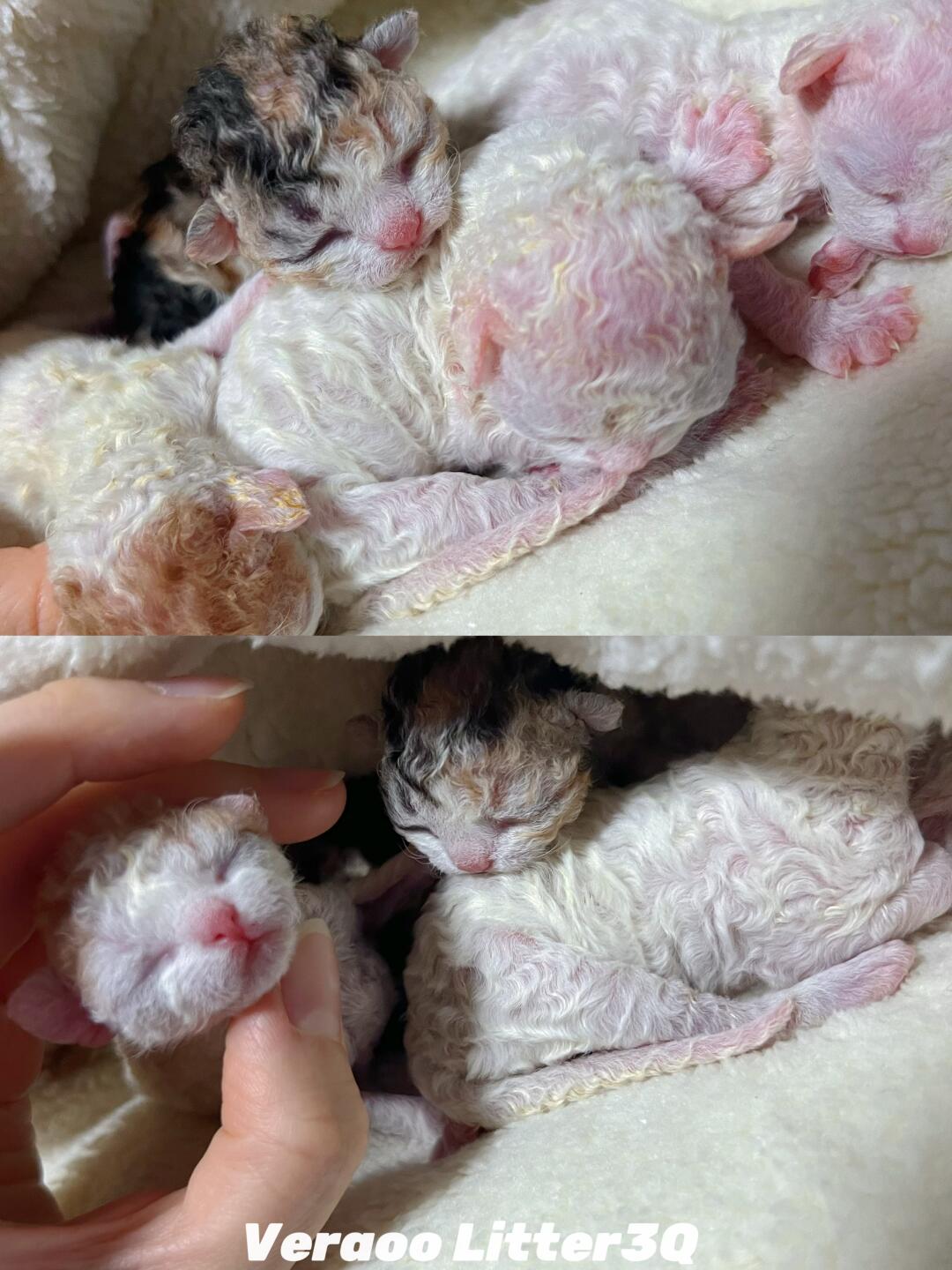 只想分享作为繁育人的喜悦｜德文卷毛猫