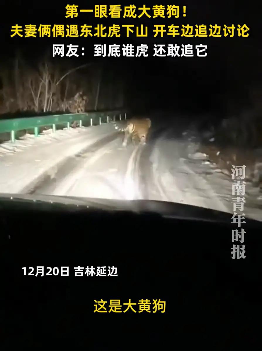 吉林延边深夜奇遇：夫妻山路错把“百兽之王”当大黄狗，开车追随百米笑称真俊俏，网友