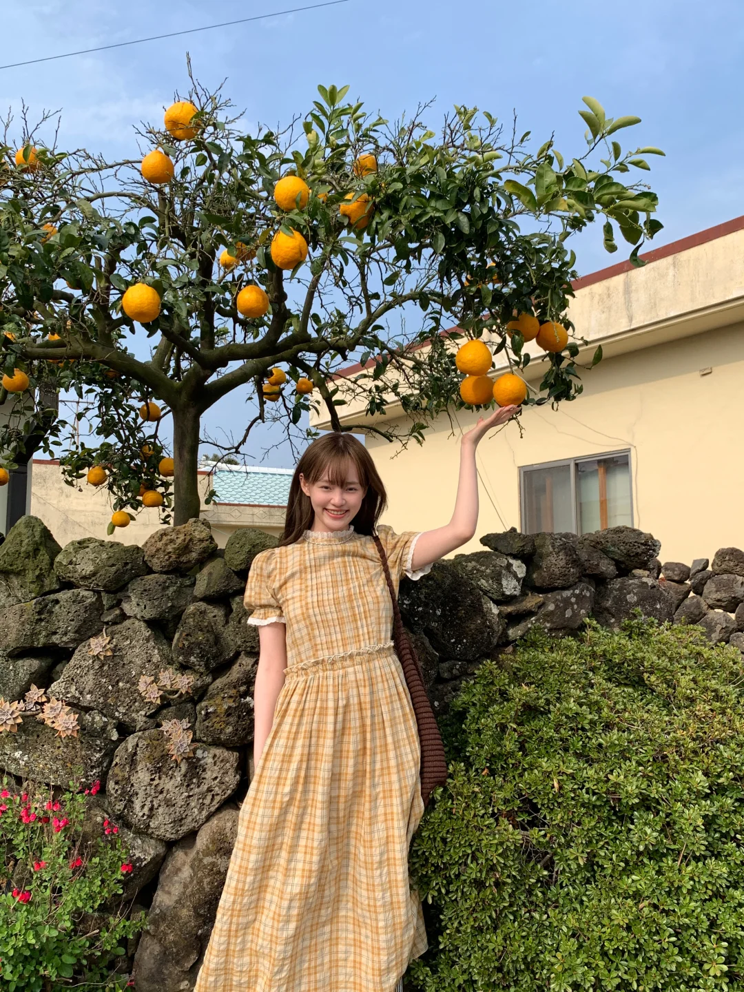 🍊济州岛真的有很多橘子吗