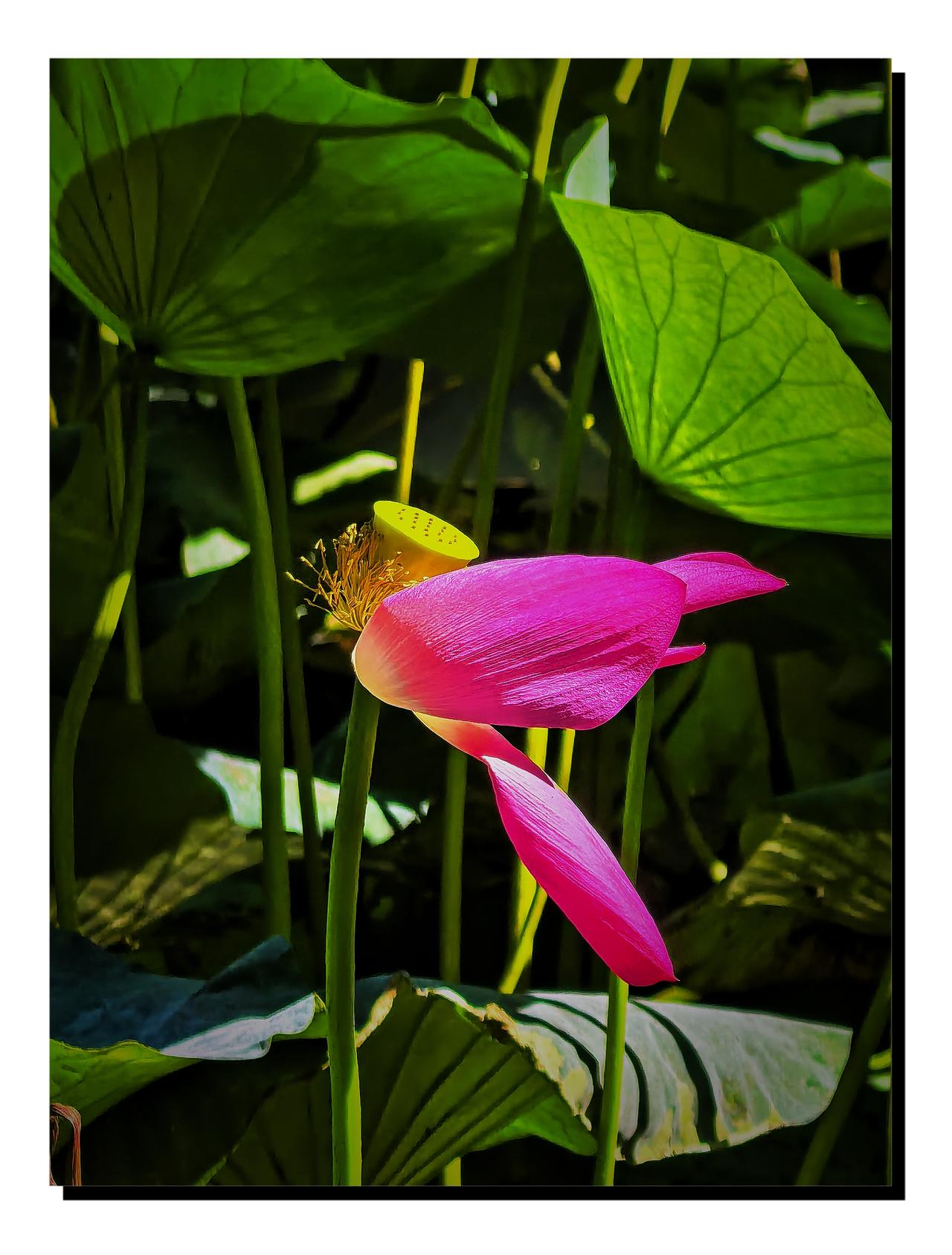 ，什么花都行