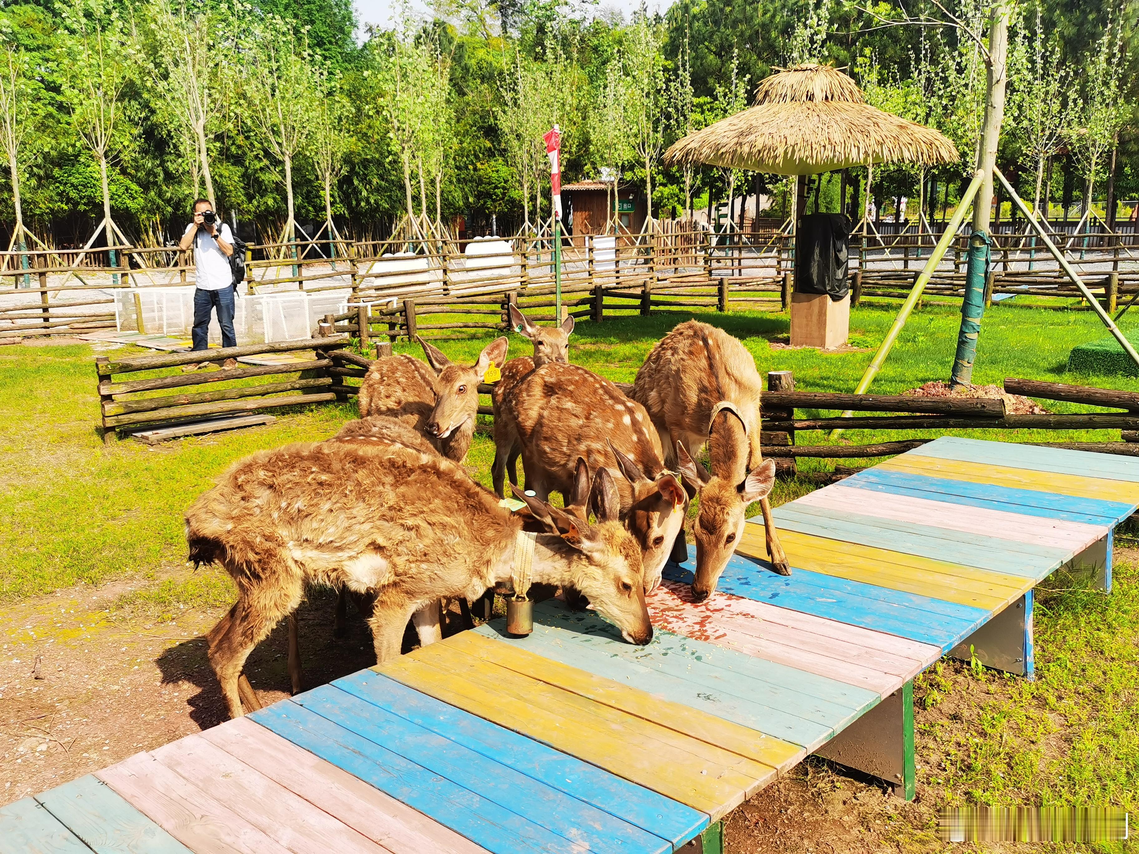 红色热土青春湘潭媒体采风行媒体行第一站来到湘潭盘龙大观园，这里依托长株潭绿心中央