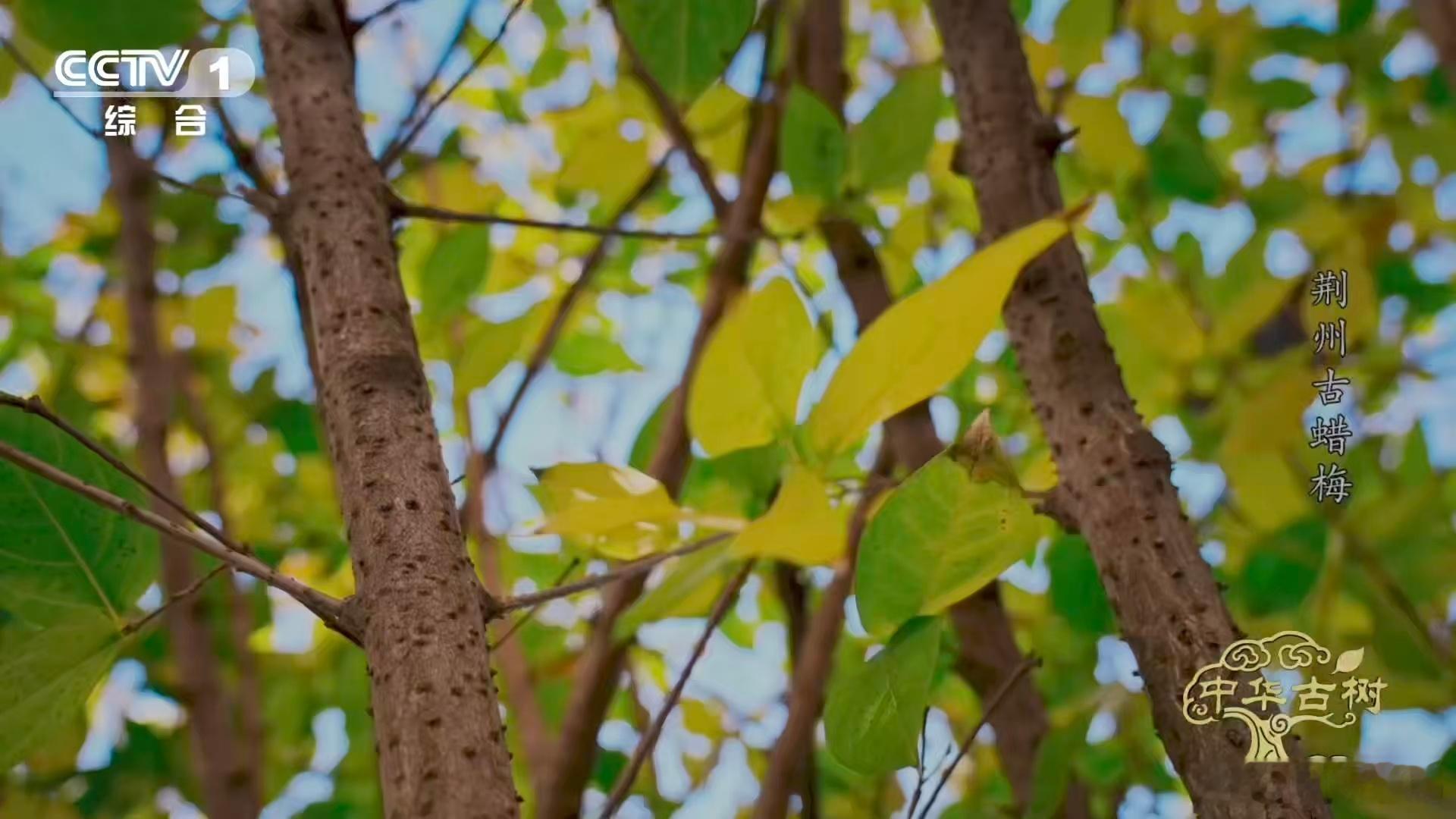 是蜡梅还是腊梅终于分清蜡梅和梅花了 株型差别也很明显🌳！蜡梅多是灌木，长得比较