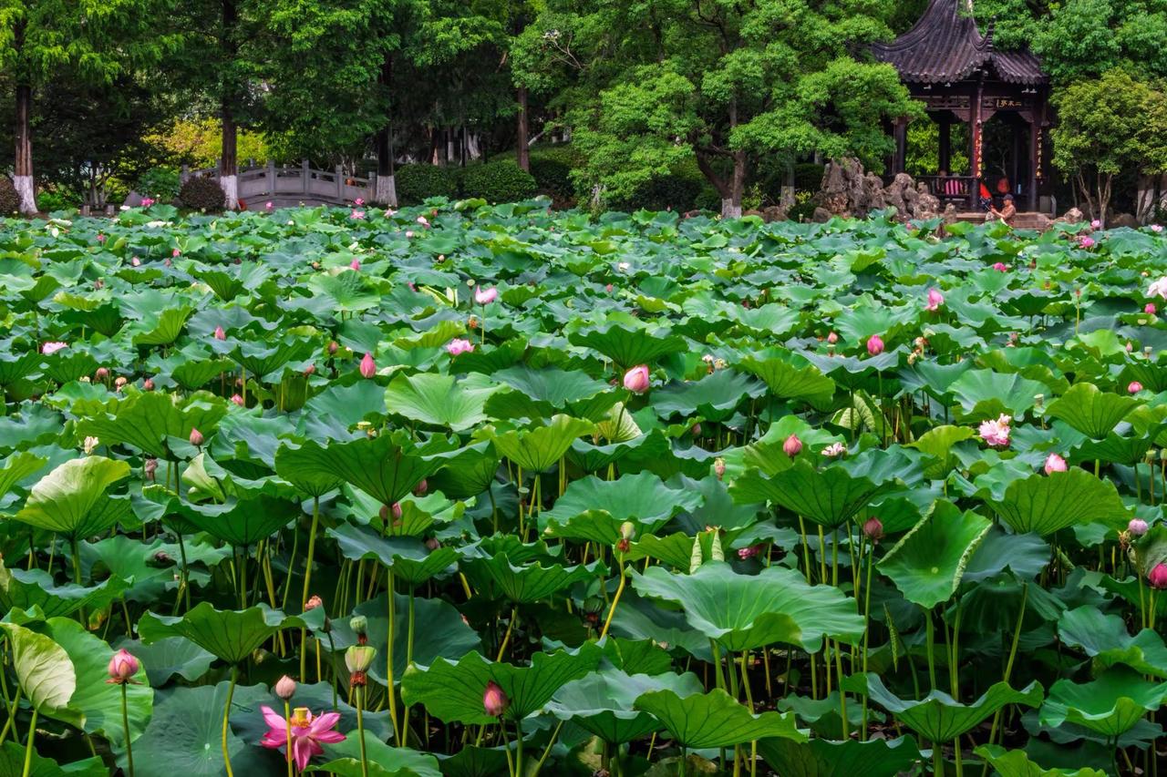 南京莫愁湖。南京莫愁湖