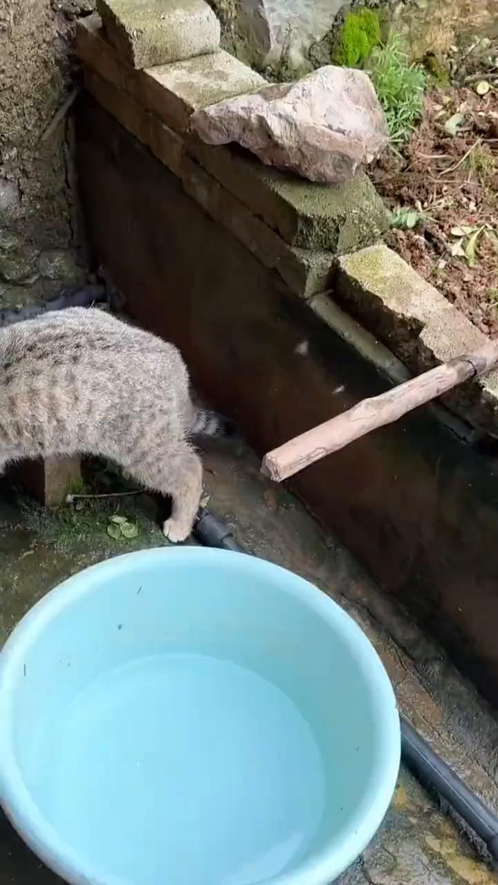 狗，有人。