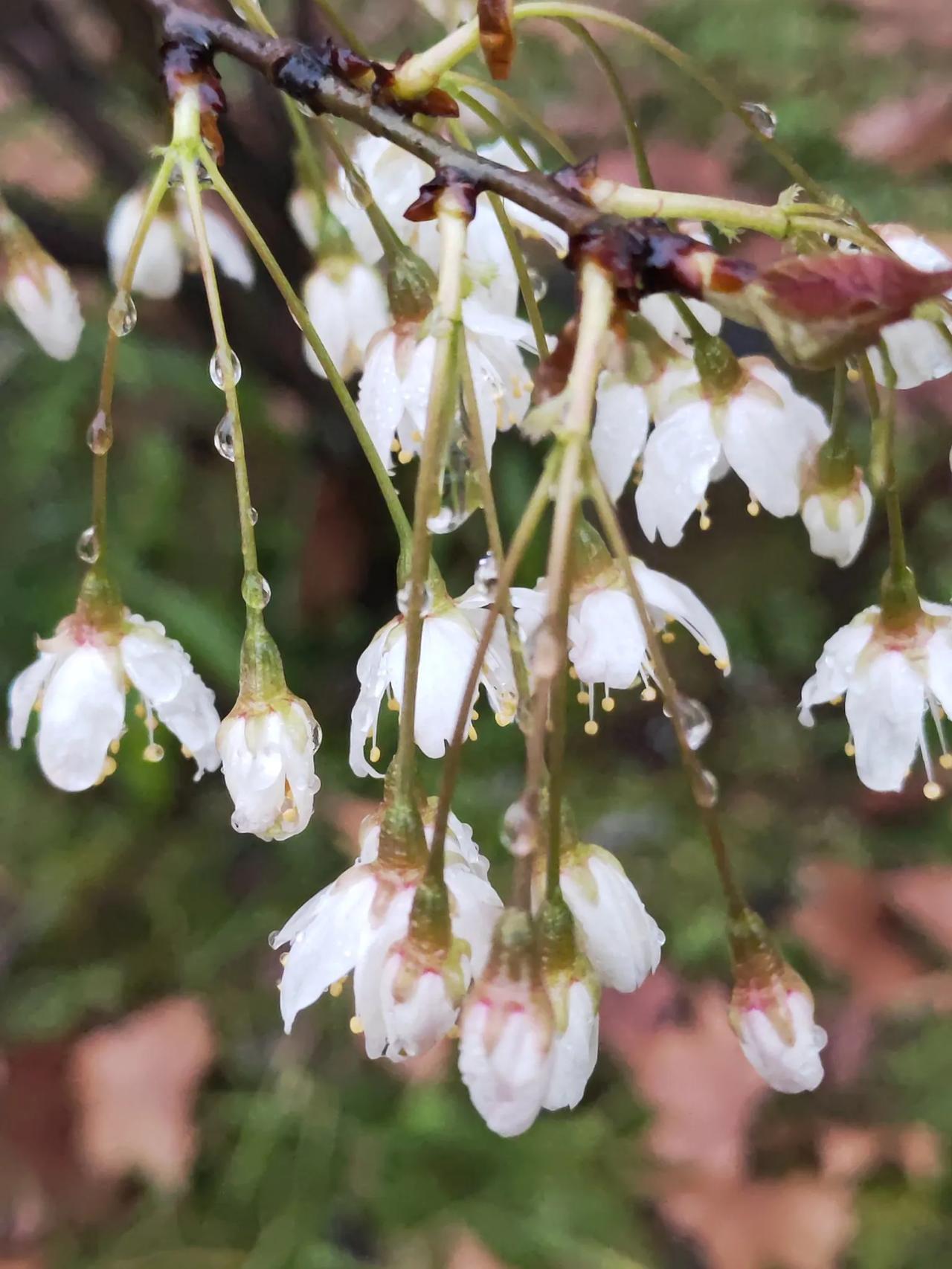 在阴雨绵绵细雨菲菲的天气里让我遇见此景，会进入沉思甚至也会浮想联翩。按季节有春风