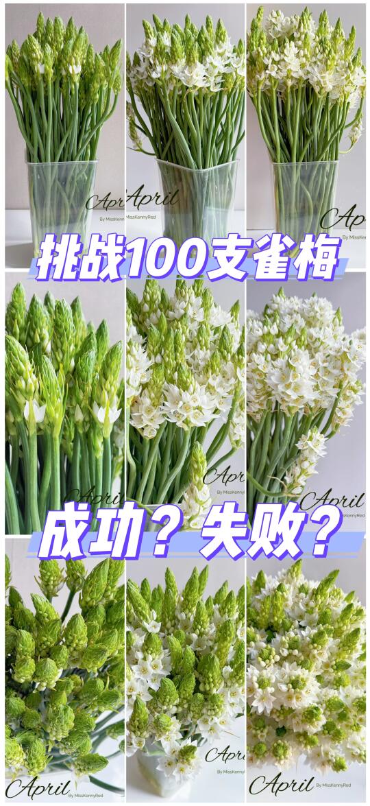 鲜花实验室｜挑战100支雀梅同时开放，难度⭐️