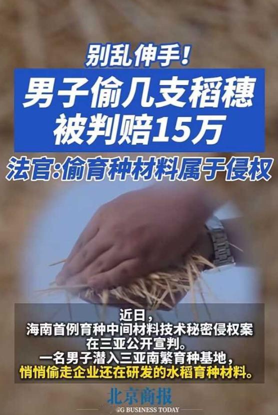 海南三亚男子王某偷摘几支稻穗，被起诉后，今年5月被判赔15万元。
 
这几支看似