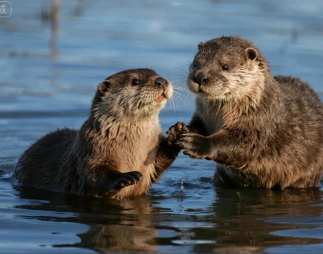笑死我了，水獭竟然这么记仇！两大家族整整打了七年，[大笑]大战期间，两个家族还各