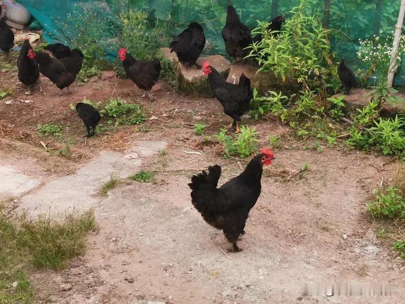 惊爆！日本这起案件令人大跌眼镜！39岁的小野洋平宣称奉行“一夫多妻制”，伙同28