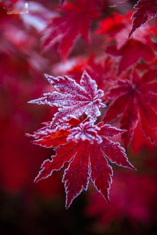 对联邀对。
上联：枫叶披霜红透骨；
下联：？？？
[微风][微风][微风][玫瑰