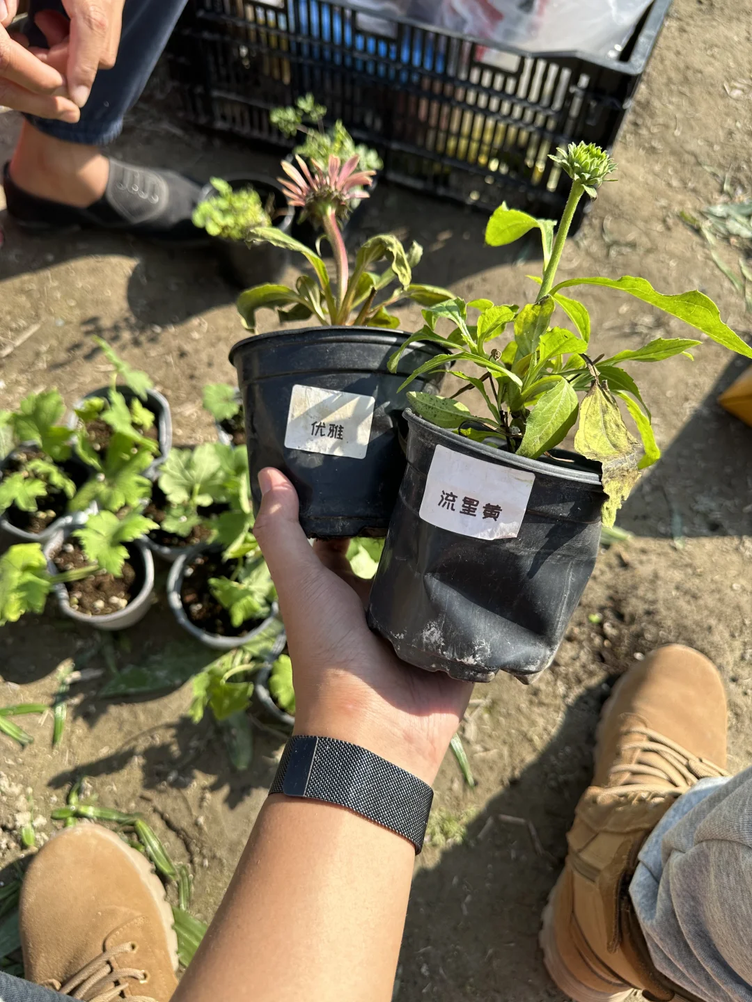 植物开箱：唐松草、松果菊