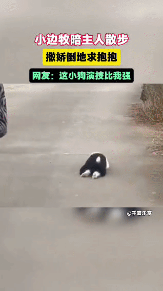 小边牧散步“碰瓷”现场
 
主人带小边牧出门散步，一开始它还乖乖跟在身后，小短腿