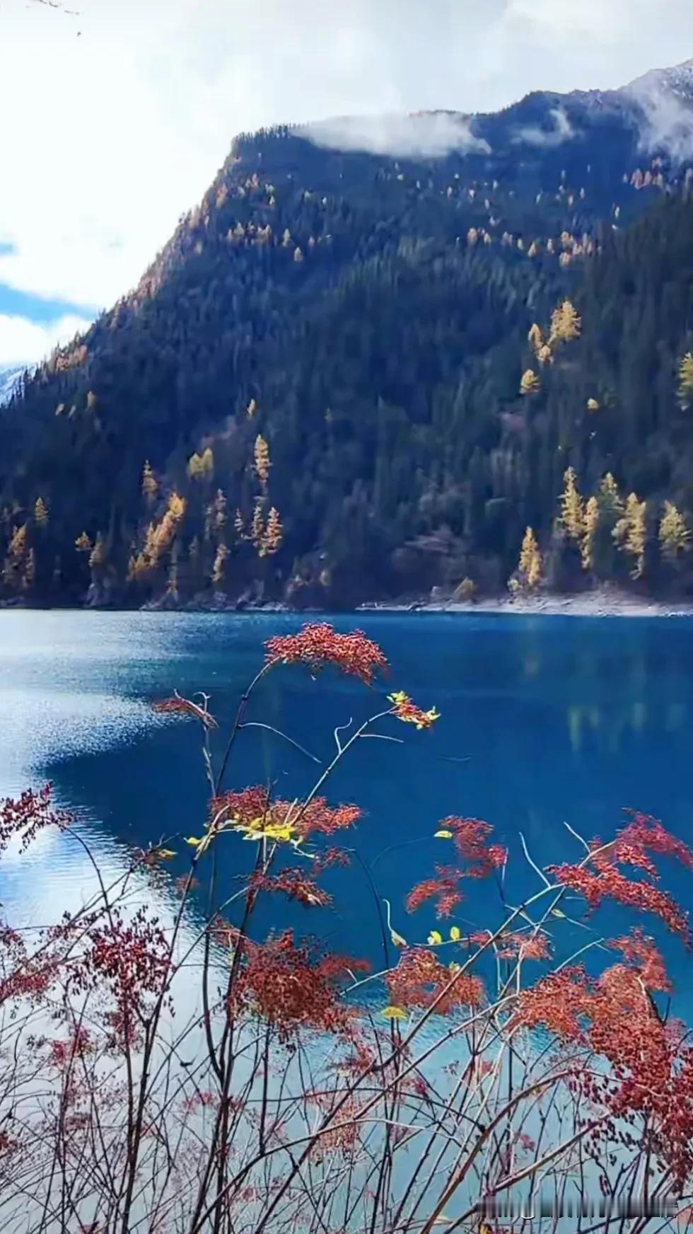 #可以分享一张秋景树叶的的照片吗#深秋的九寨沟风景优美。