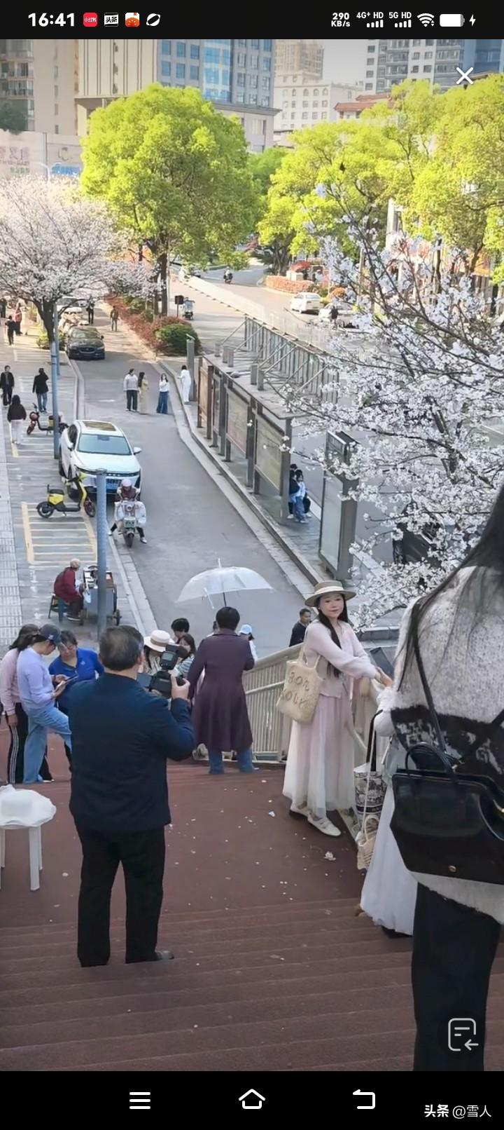 湘超冠军城梅湾路的樱花如约绽放，一路繁花如云似霞，将整条街道裹进温柔的粉色花海。