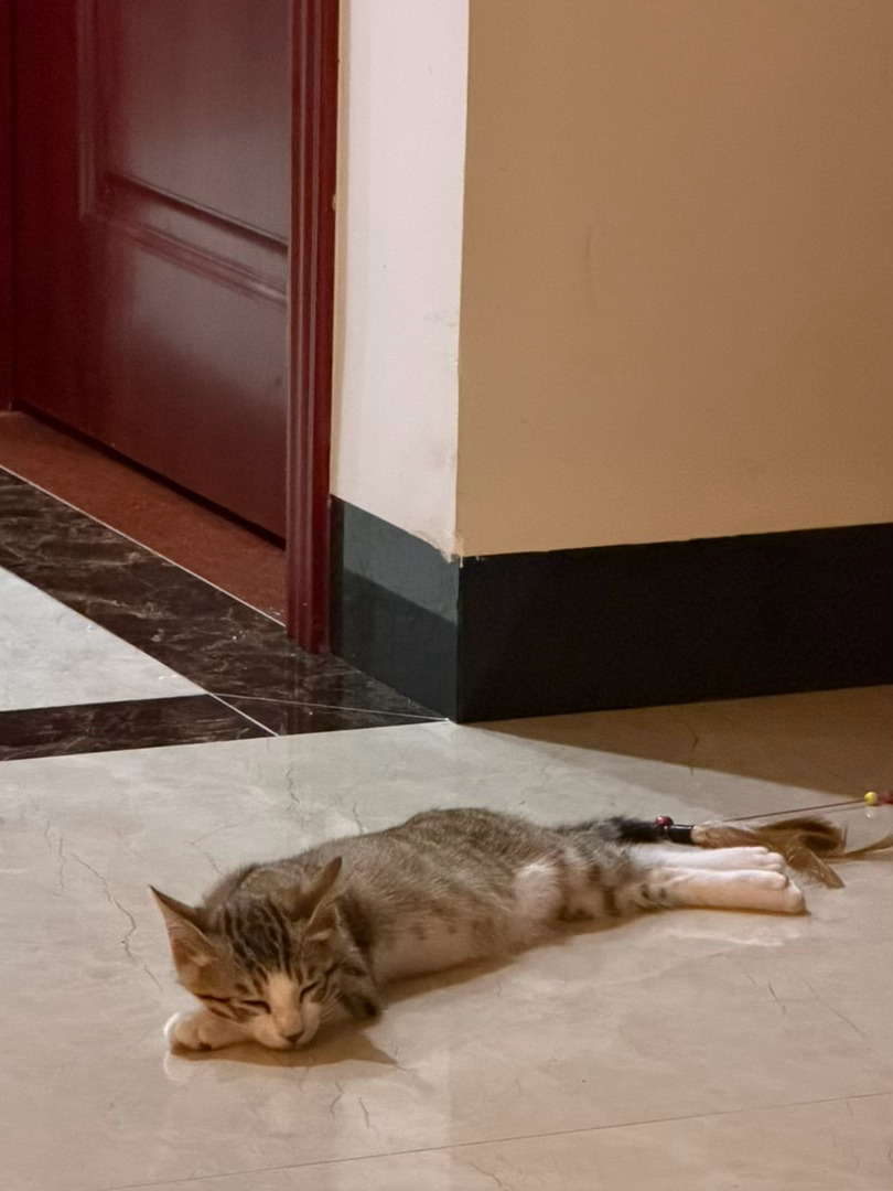 玩逗猫棒玩困了哈哈哈 