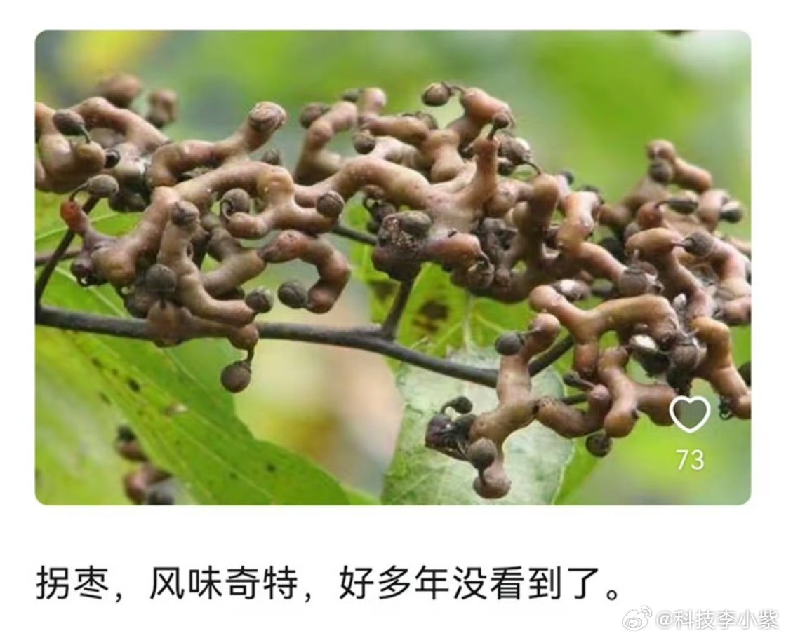 被时代淘汰的水果别的不确定！但是这个拐枣确实很少见了！以前我家是有一颗拐枣树的，