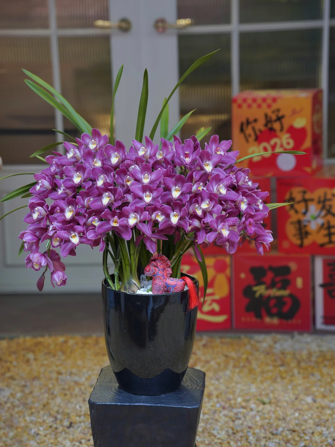 高品质大花蕙兰｜江浙沪皖当日达