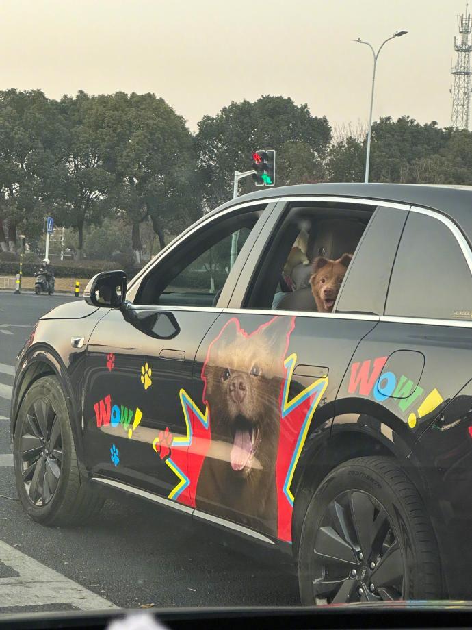 偶遇一只被爱的小狗 