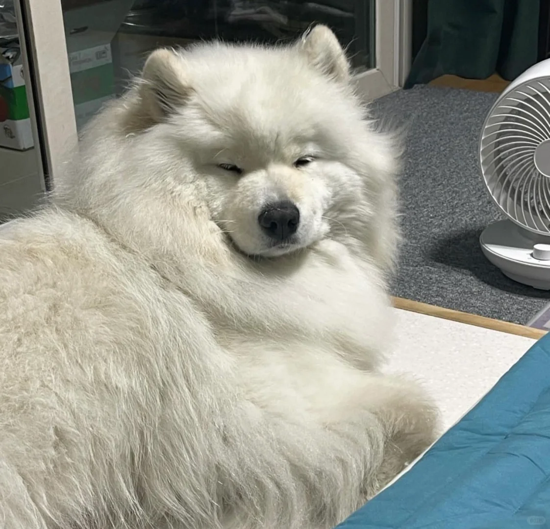 你们夏天睡觉有专属小风扇吗