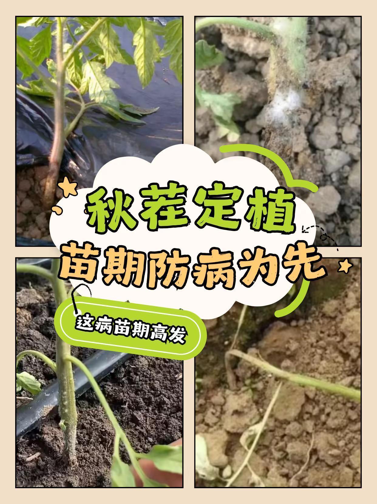 秋茬定植，苗期防病为主！。秋茬定植移栽后，茎基腐病（俗称猝倒病）— 苗期高发，真