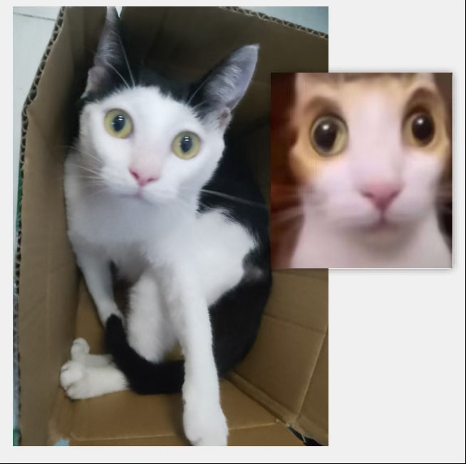 “家猫的雷霆照片，和那个表情一模一样”奶meme奶粉投稿