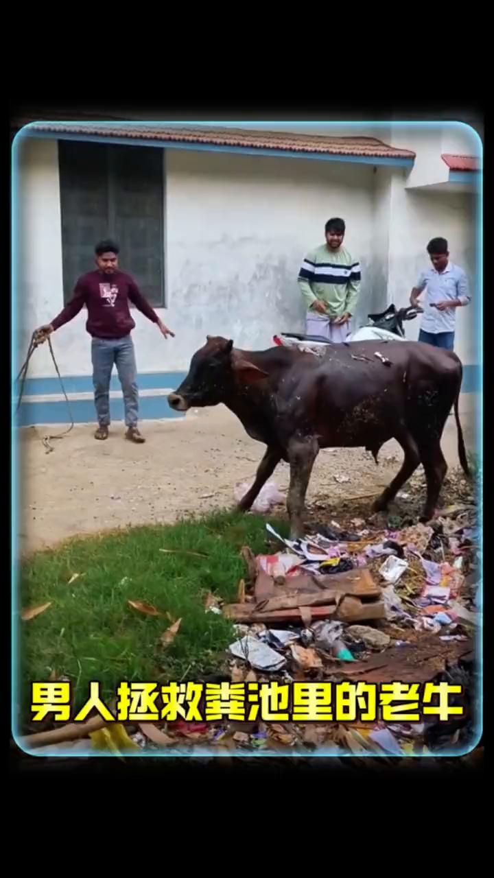 男人拯救粪池里的老牛。
注意看，男人正挑着一根绳子试图套住粪池里的动物，哪知男人