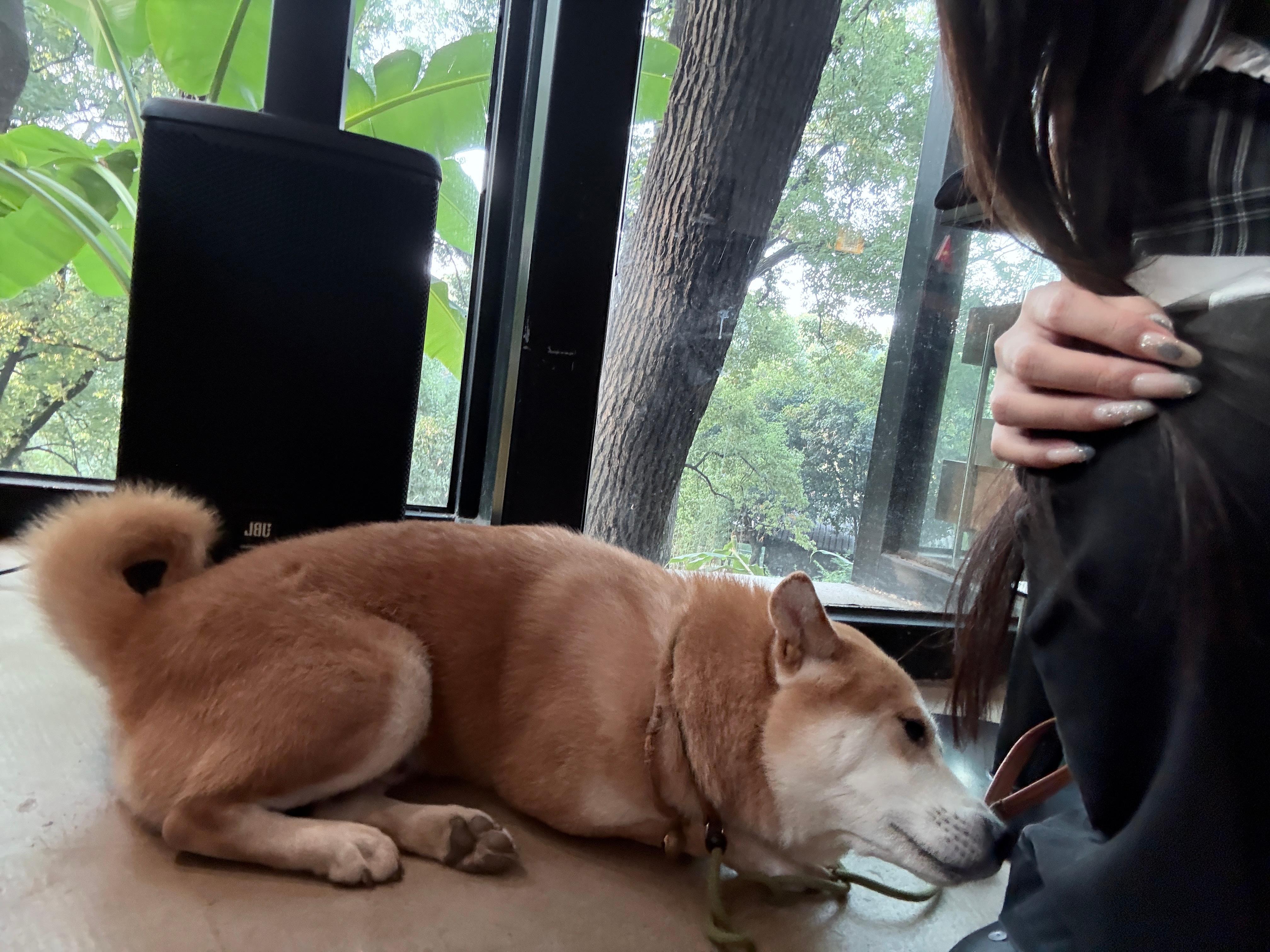 小狗可爱捏⊂₍ •ᴥ• ₎っ  ​​​