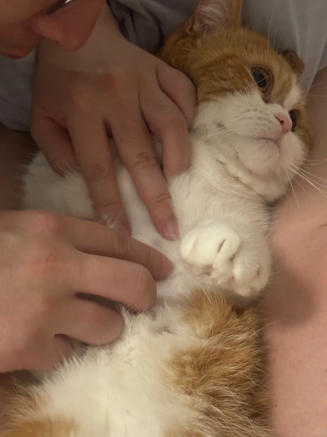 猫：有时候也是挺想报警的