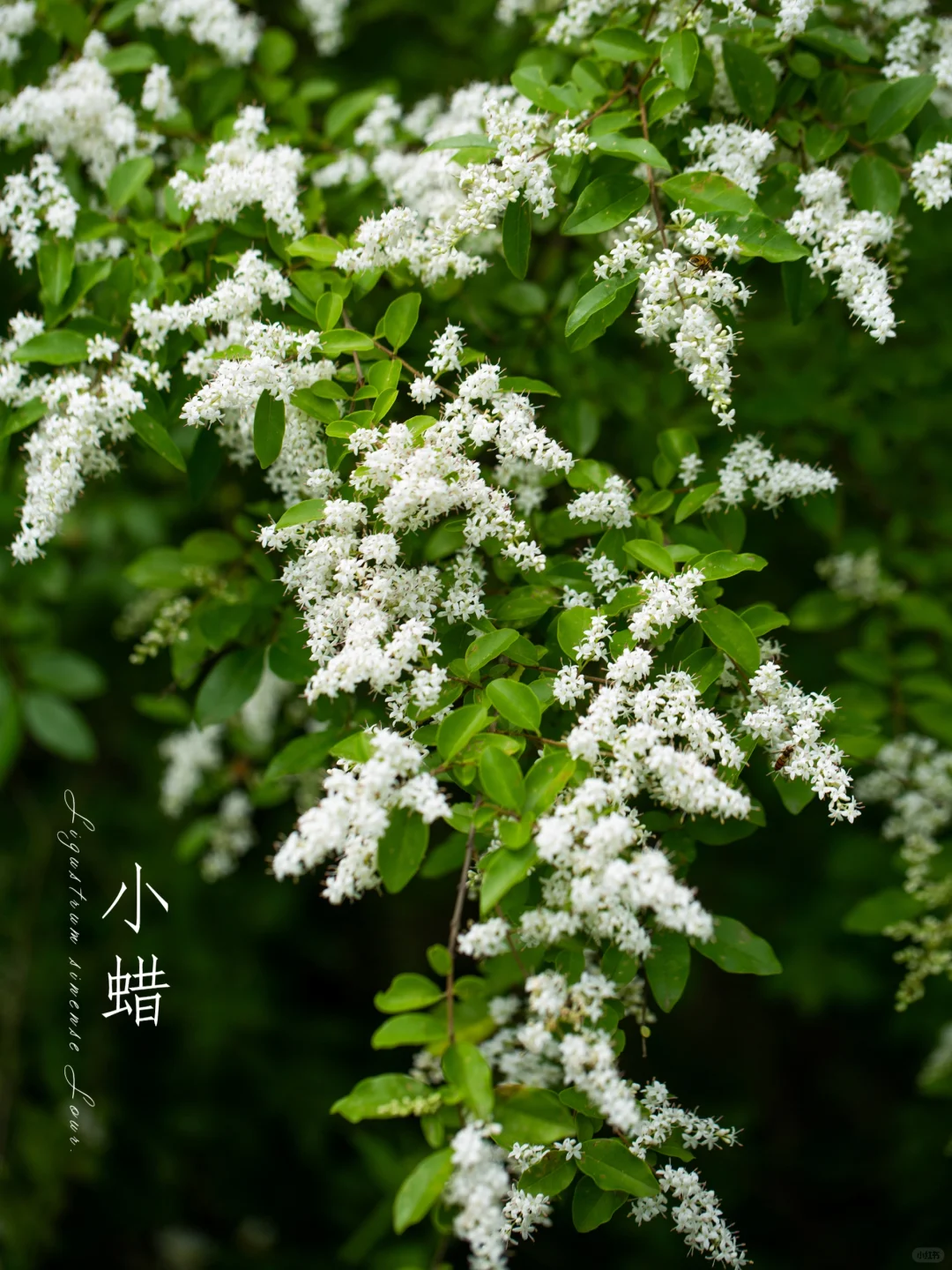 小蜡|初夏的花