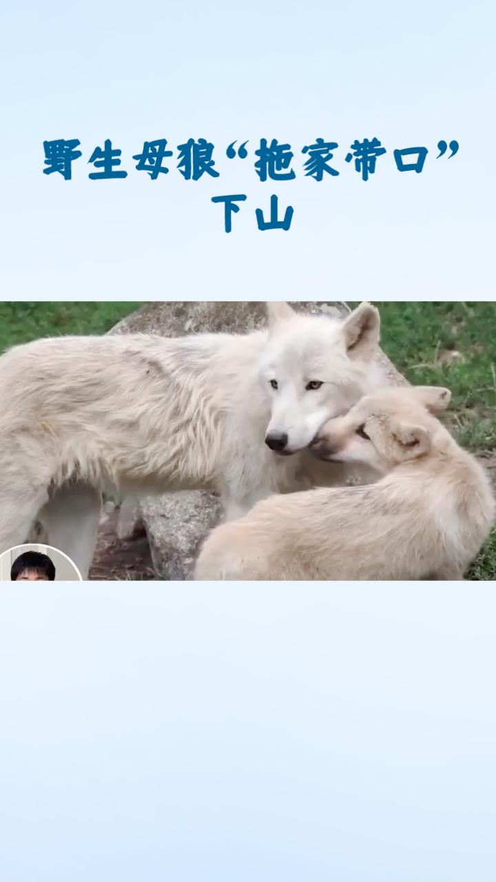 野生母狼为何会主动“拖家带口”下山，向人类寻求庇护待产？
近日，在内蒙古巴彦淖尔