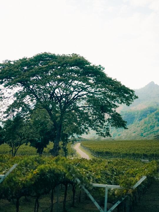 泰国小众秘境｜考艾国家公园Khao Yai 野生动
