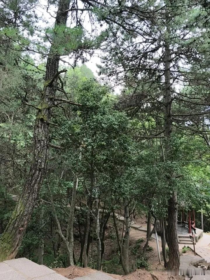 "富态"和"肥胖"，是两码事

本文为传统健康生活智慧分享，讲的是富态与健康的道