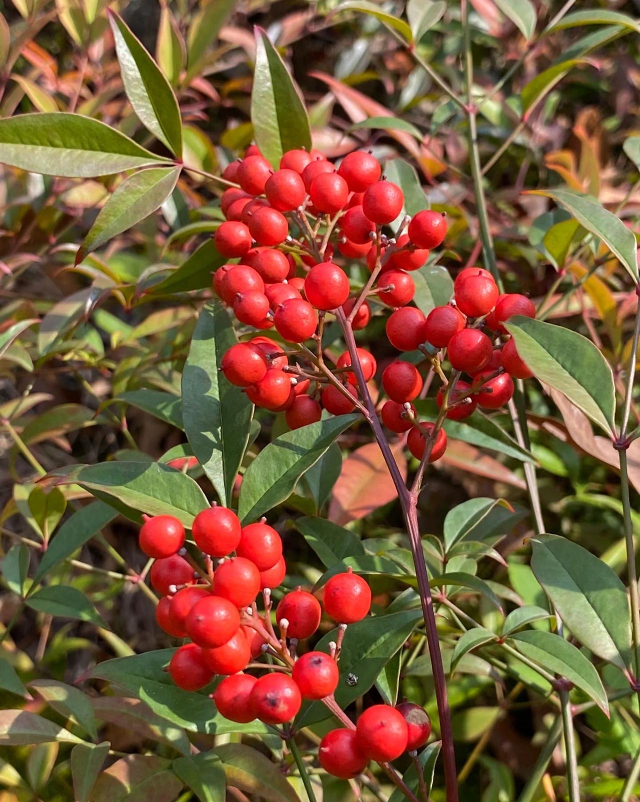 南天竹缀满串串红果，玲珑饱满，硕果累累，自成一道明艳动人的冬日景致。