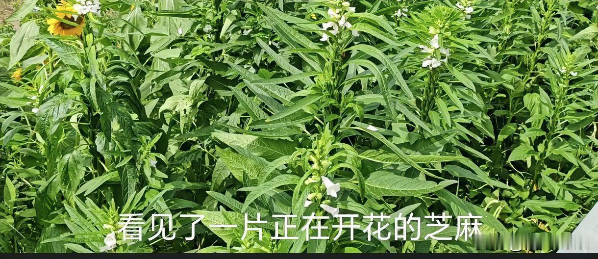 巴威台风与山东德州擦肩而过，雨是下了两天，但不大，天气凉爽了许多。吃完早饭，决定