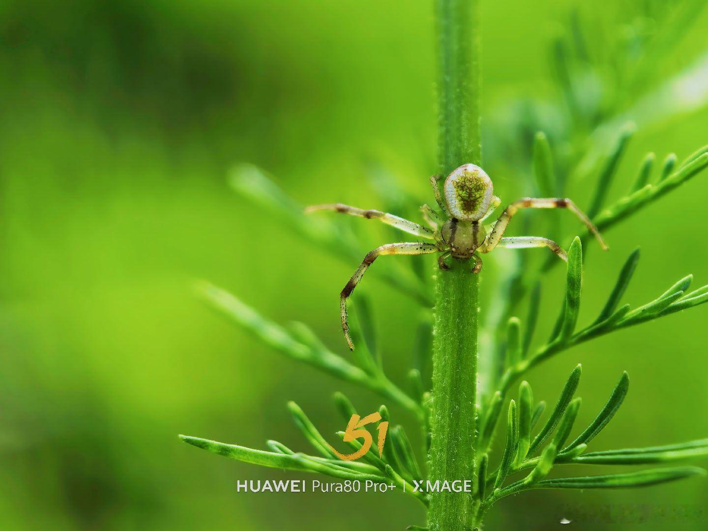 藏在绿意里的小小世界，微距镜头下的蜘蛛也成了温柔的精灵。摄影世界黄文说2026我