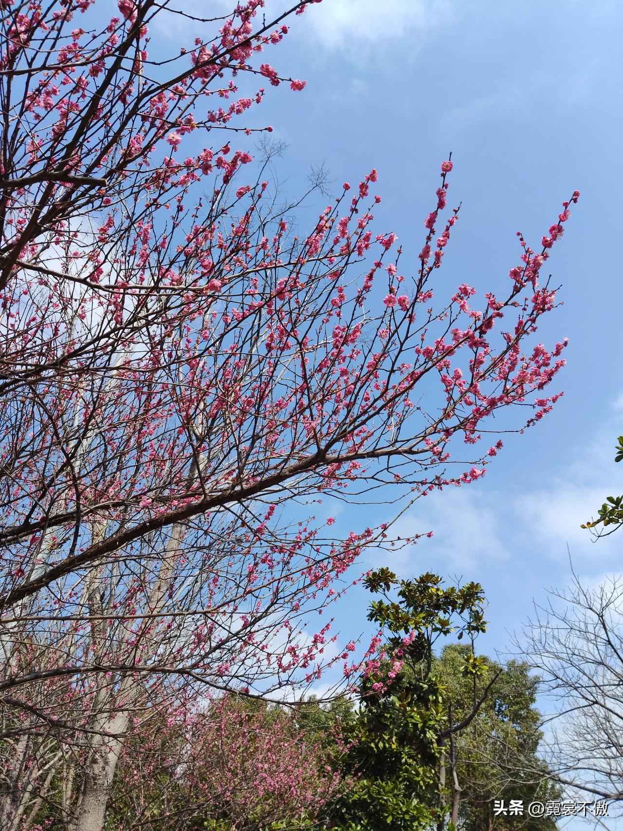 晒图笔记大赛几天不见，河边的花儿已经凋谢了。