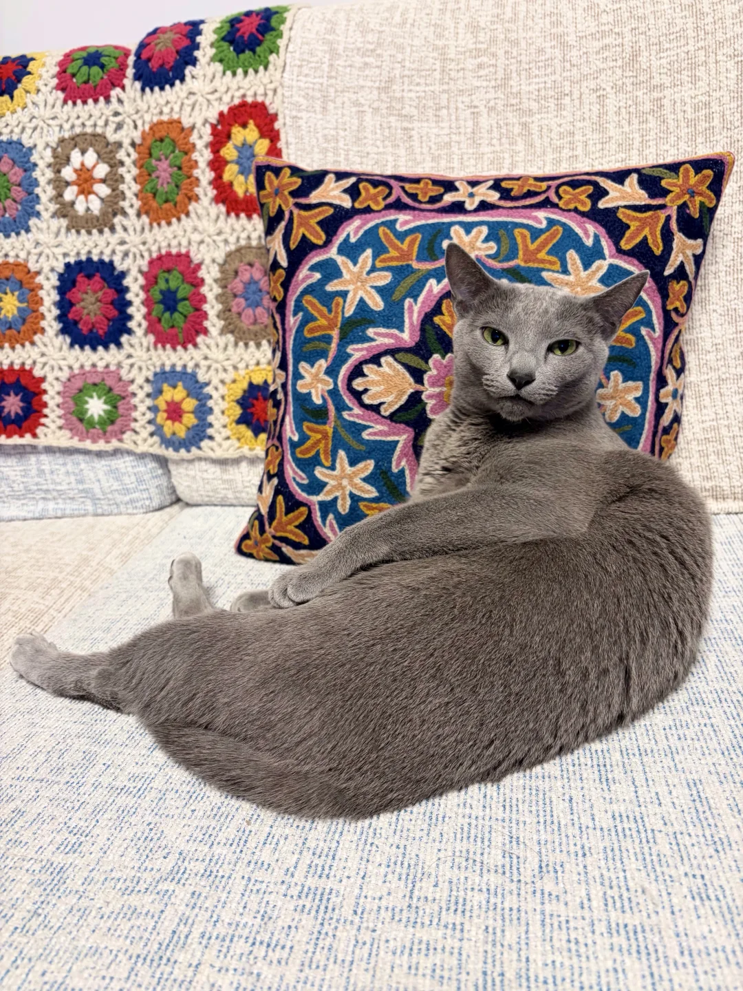 咪的眼神给出去了吗