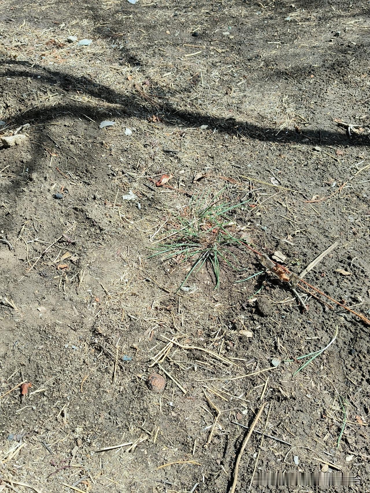 天气真的太让人猝不及防了，昨天沙尘大风，但是很暖和，今天大风沙尘但是体感温度到了