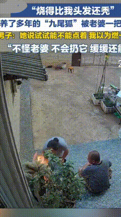 名贵九尾狐多肉被妻子失手烧秃，丈夫一句话尽显婚姻温柔
 云南昆明一位花友养了数年